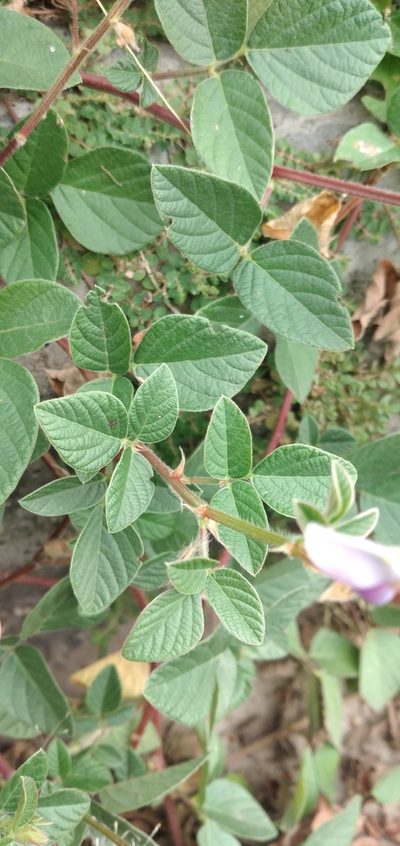 Desmodium subsericeum, photographed by Fede y Vani