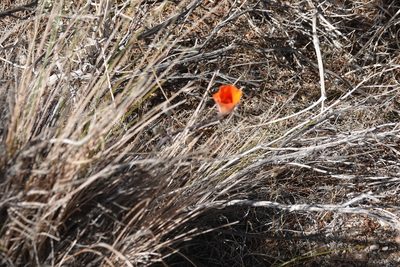 Calochortus kennedyi, photographed by Kimball Garrett