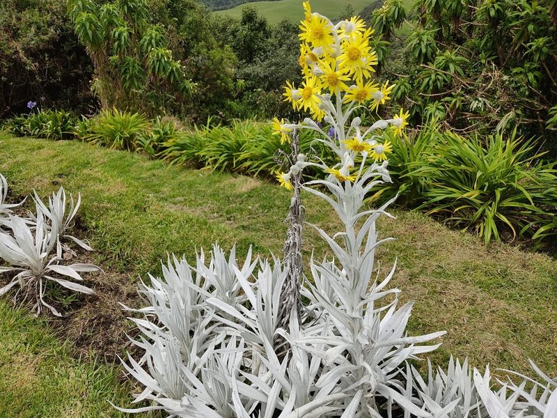 Senecio niveoaureus, photographed by sandy-espinozaf