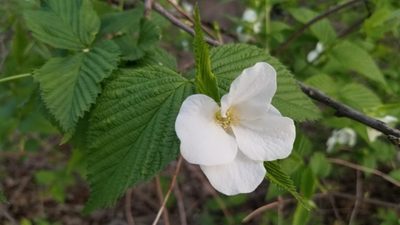 Rhodotypos scandens, photographed by Brandon McCracken