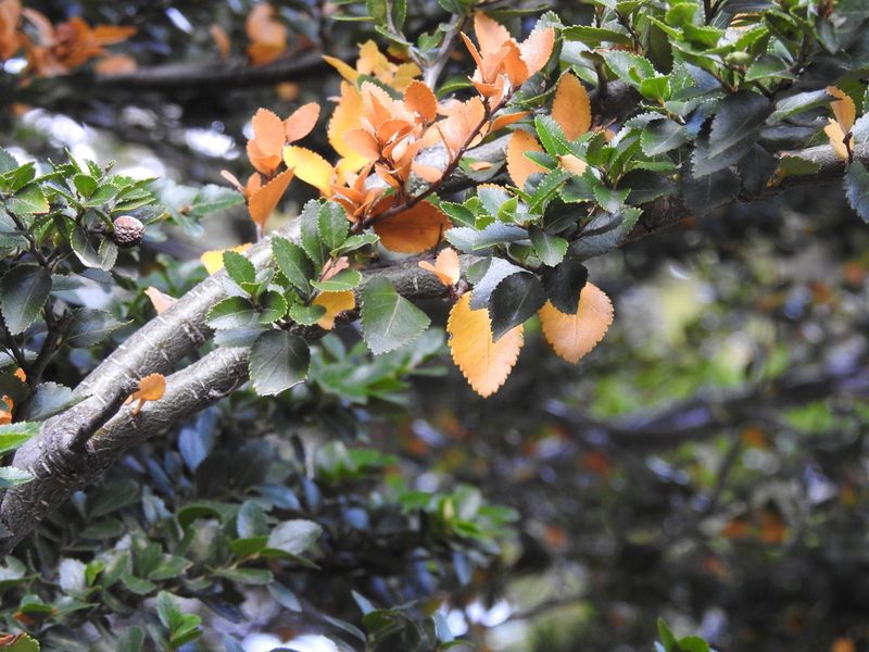 Nothofagus betuloides, photographed by María Regina Silva