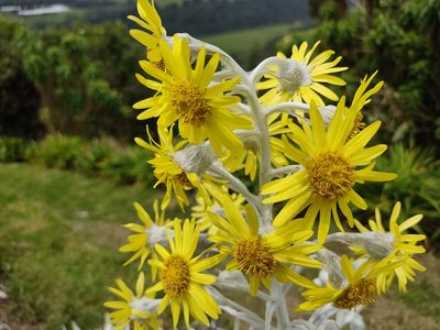 Senecio niveoaureus, photographed by sandy-espinozaf