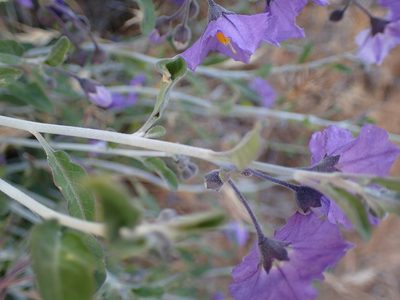 Solanum umbelliferum, photographed by George Williams