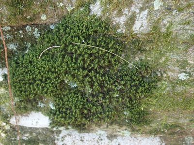 Orthodicranum fulvum, photographed by Lynn Harper