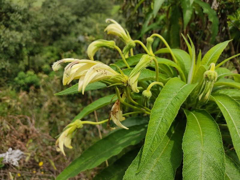 Siphocampylus giganteus, photographed by sandy-espinozaf