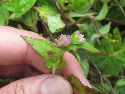 Persicaria nepalensis, photographed by Juan Carlos Caicedo Hernández