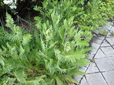 Achillea filipendulina, photographed by scolym