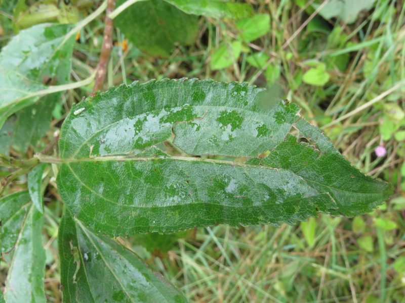 Baccharis latifolia, photographed by Juan Carlos Caicedo Hernández