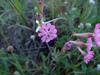 Silene colorata, photographed by scolym
