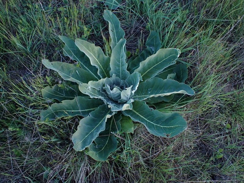 Verbascum pulverulentum, photographed by scolym