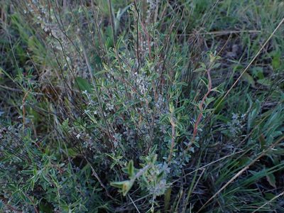 Thymus mastichina, photographed by scolym