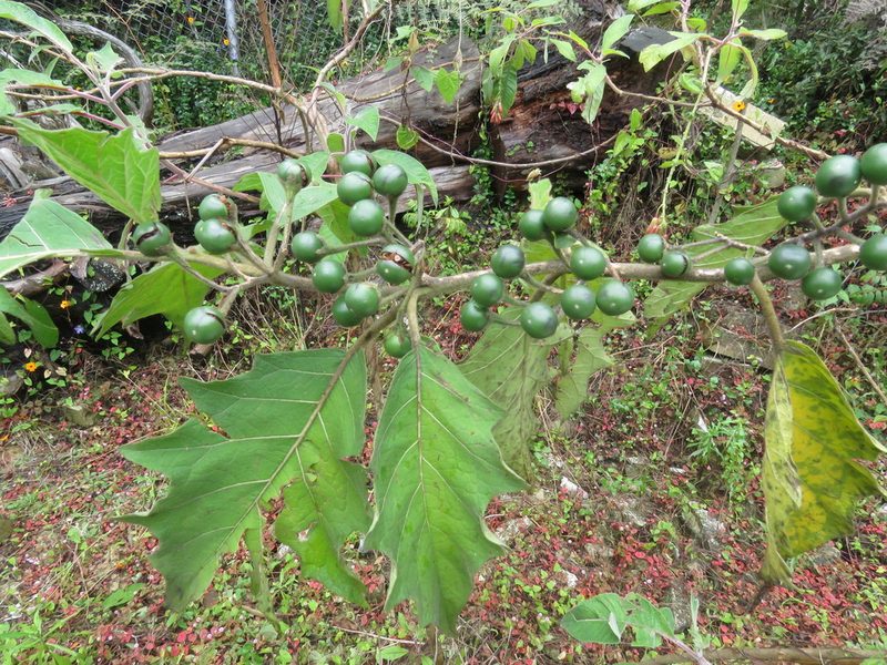 Solanum stellatiglandulosum, photographed by Juan Carlos Caicedo Hernández
