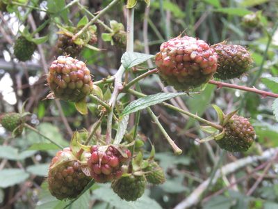 Rubus glaucus, photographed by Juan Carlos Caicedo Hernández