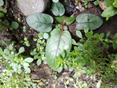 Strobilanthes reptans, photographed by Greg III Espera
