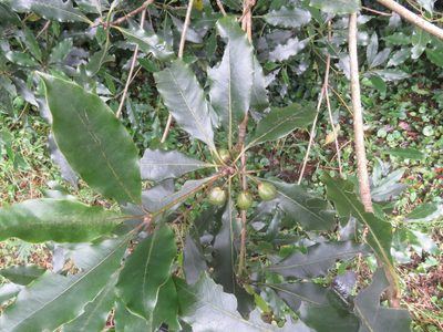 Pittosporum undulatum, photographed by Juan Carlos Caicedo Hernández