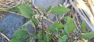 Solanum nigrum, photographed by Halema J
