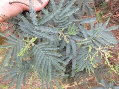 Acacia dealbata, photographed by Juan Carlos Caicedo Hernández
