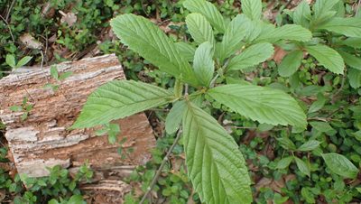 Viburnum sieboldii, photographed by John Abrams