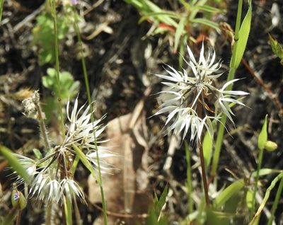Uropappus lindleyi, photographed by Lori Brandt Dudzik