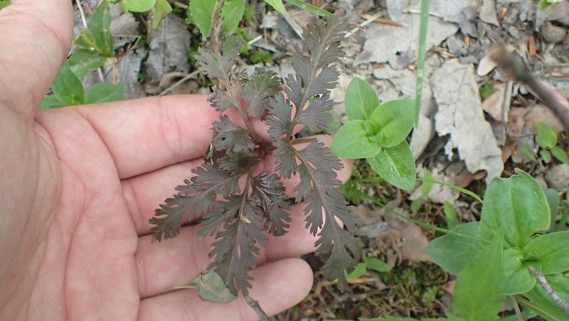 Sceptridium dissectum, photographed by John Abrams