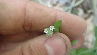 Myosotis macrosperma, photographed by John Abrams
