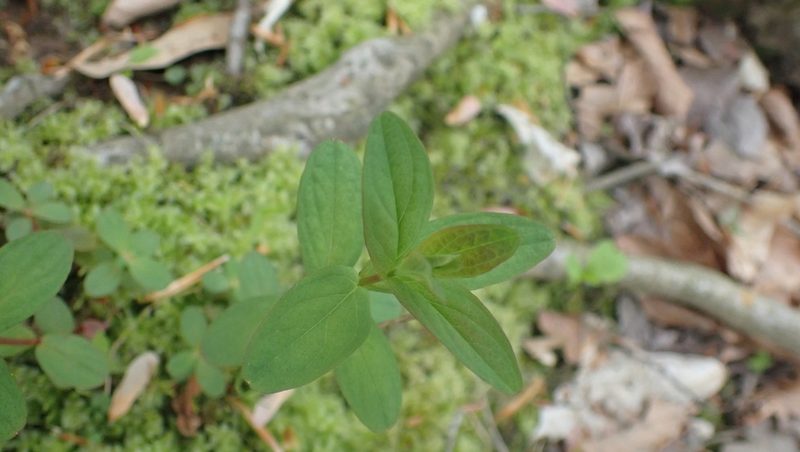Hypericum punctatum, photographed by John Abrams