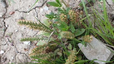Plantago virginica, photographed by John Abrams