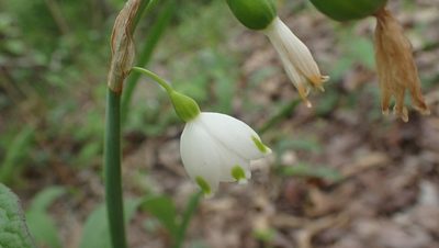 Leucojum aestivum, photographed by John Abrams