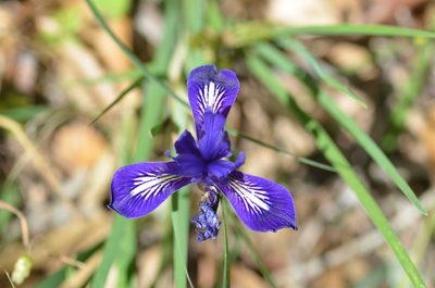 Iris macrosiphon, photographed by Lori Brandt Dudzik