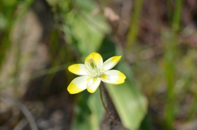 Platystemon californicus, photographed by Lori Brandt Dudzik