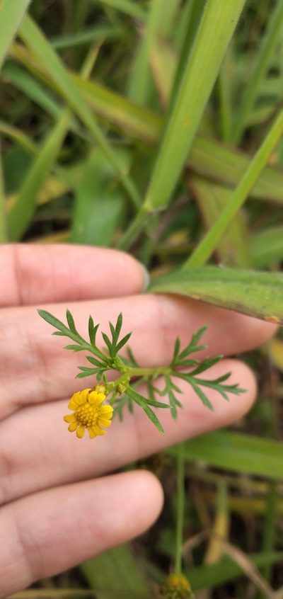 Chrysanthellum indicum, photographed by Fede y Vani