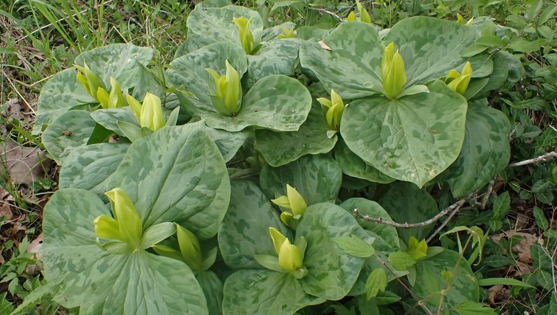 Trillium luteum, photographed by John Abrams