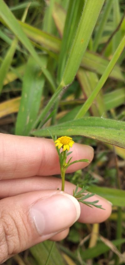 Chrysanthellum indicum, photographed by Fede y Vani