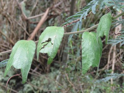 Passiflora bogotensis, photographed by Juan Carlos Caicedo Hernández