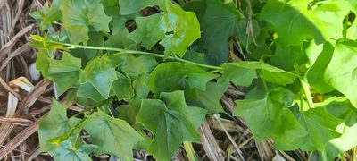 Delairea odorata, photographed by Halema J