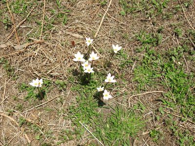 Zephyranthes candida, photographed by Oscar Alejandro Morales Juárez
