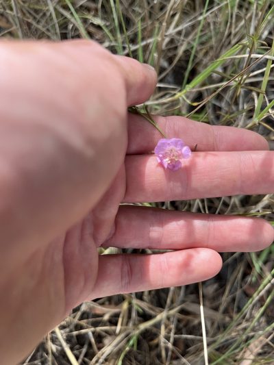 Agalinis harperi, photographed by Ian Talty