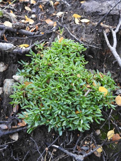 Azorella filamentosa, photographed by María Regina Silva