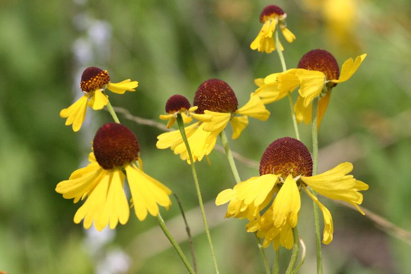 Helenium campestre, photographed by hr_dragonfly