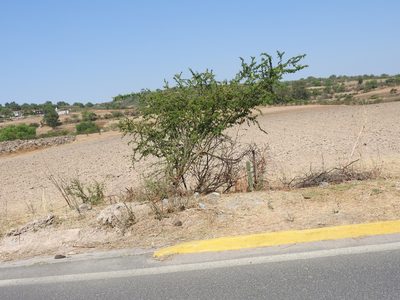 Vachellia farnesiana, photographed by Oscar Alejandro Morales Juárez