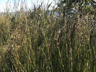 Apodasmia similis, photographed by Halema J