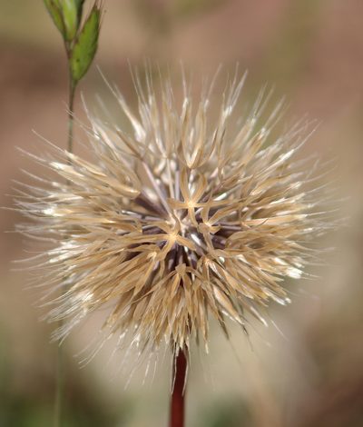 Stebbinsoseris heterocarpa, photographed by Chris Sulots