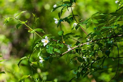 Philadelphus inodorus, photographed by Melissa McMasters