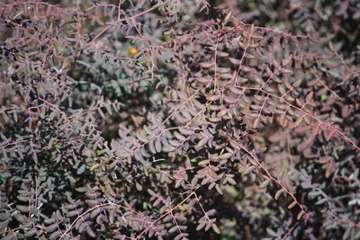 Pellaea andromedifolia, photographed by Chris Sulots