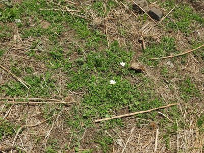 Zephyranthes candida, photographed by Oscar Alejandro Morales Juárez