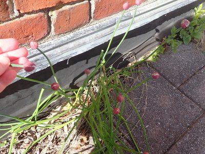 Allium schoenoprasum, photographed by hitchco