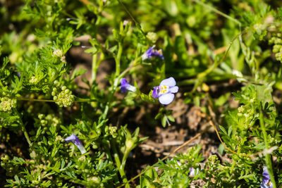 Mazus pumilus, photographed by Melissa McMasters