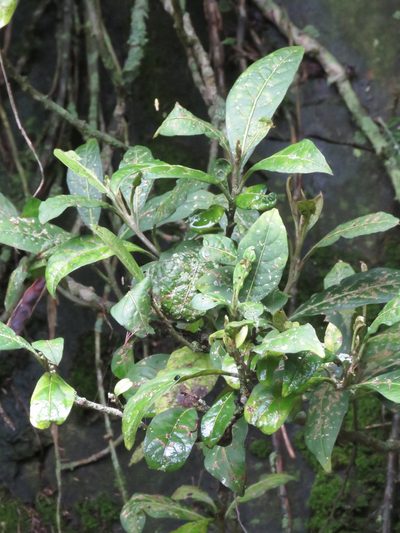 Solanum cornifolium, photographed by Juan Carlos Caicedo Hernández