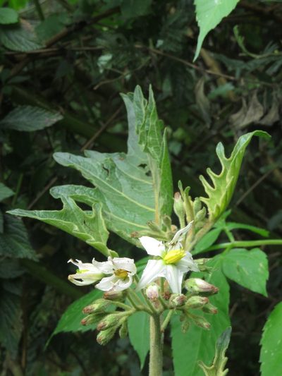 Solanum stellatiglandulosum, photographed by Juan Carlos Caicedo Hernández