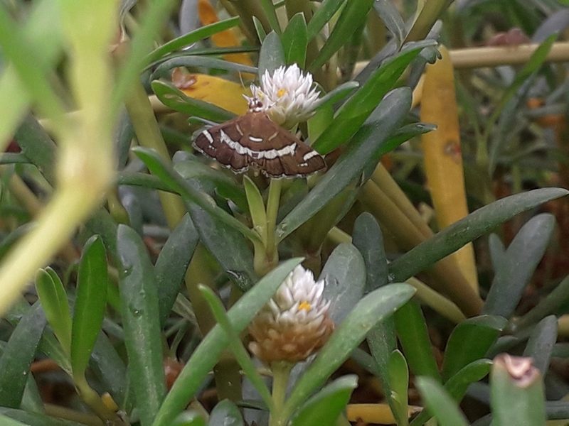 Gomphrena vermicularis, photographed by Tommy Andriollo
